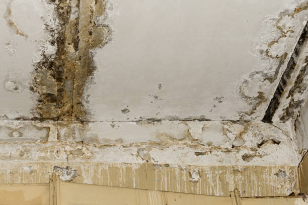 Why You Should Choose Our Mold Remediation Services in Kenilworth, IL